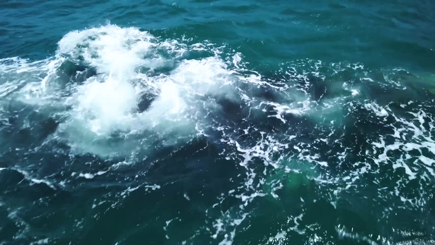 Aerial View Of Humpback Whales Blowing Water Through Blow Holes In The ...