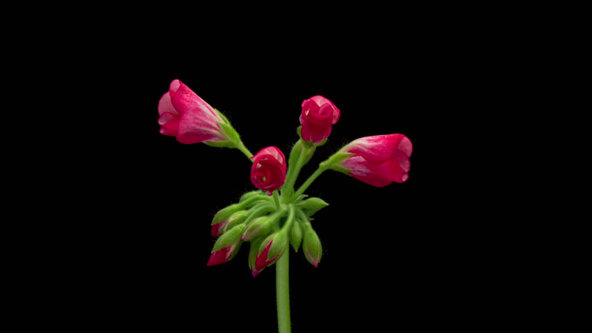 Beautiful pink flower blooming on black background. Blooming geranium flower close-up