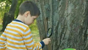 A little boy examines the bark of a tree by looking at it through a magnifying glass - Powered by Shutterstock - Get 15% off with code: PIKWIZARD15