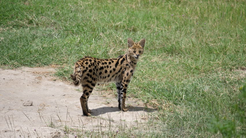 Serval, a small and rare predator in  the family of Lion, Cheetahs and Leopards. Rare footage
