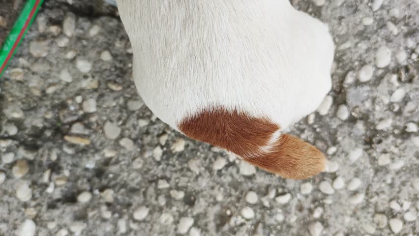 A cute jack russell terrier is lying down and wagging his tail.