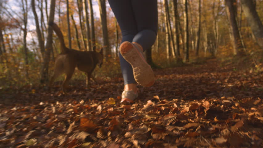 CLOSE UP, SLOW MOTION, LOW ANGLE VIEW Woman running with her dog in autumn woods. Unrecognizable sporty lady and doggo are at morning run along leafy path through forest glowing in golden autumn light