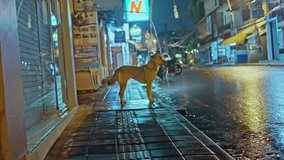 A stray dog in the rain, on the street at night. Abandoned dog, Asian street and homeless pet.