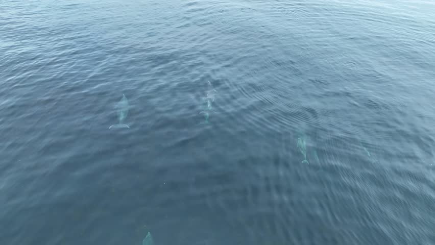 A family Pod of Bottlenose Dolphins and their young swimming in Cushendun Bay County Antrim Northern Ireland  Royalty-Free Stock Footage #1109480285