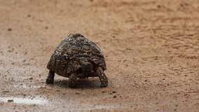 Leopard tortoise drinking rain water from the sand road