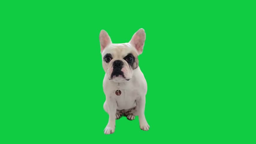 4K  dog on green screen isolated with chroma key, real shot.