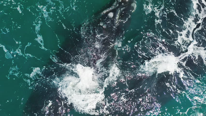 The southern right whales, Eubalaena australis. Mother and calf of the Right Whales swim near Brazilian shore near the town of Imbituba
