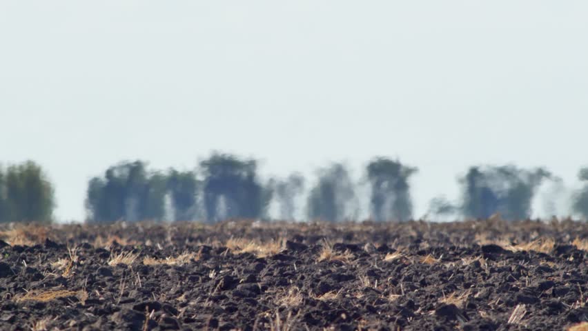 Air shimmer and heat haze above plowed farmland in extreme heat. Strong wind is blowing. Protective forest on horizon. Video is distorted by heat waves, creating wavy and shimmering effect