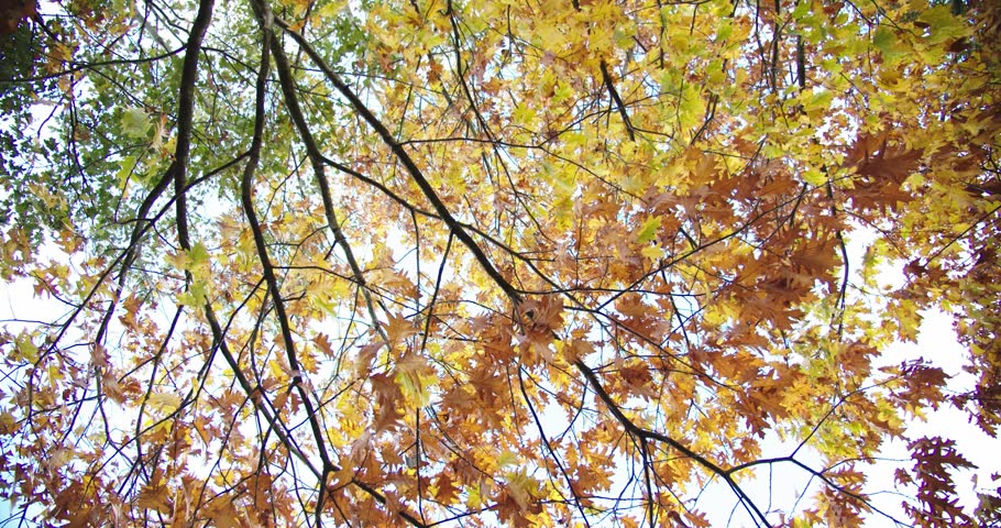 trees daytime leaves turn yellow
low angle autumn season
 wind trees Autumn leaves
season
 Royalty-Free Stock Footage #1109496603