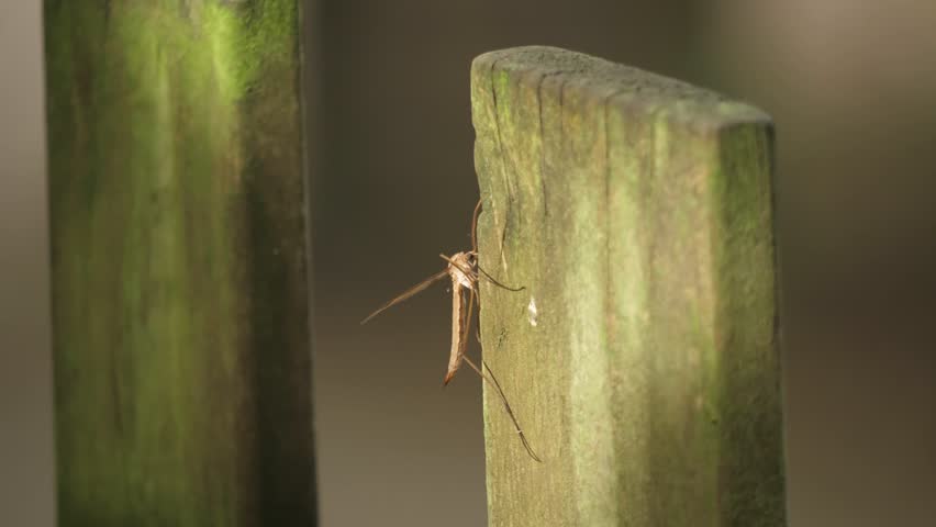 Cranefly sitting on a wooden plank, close up