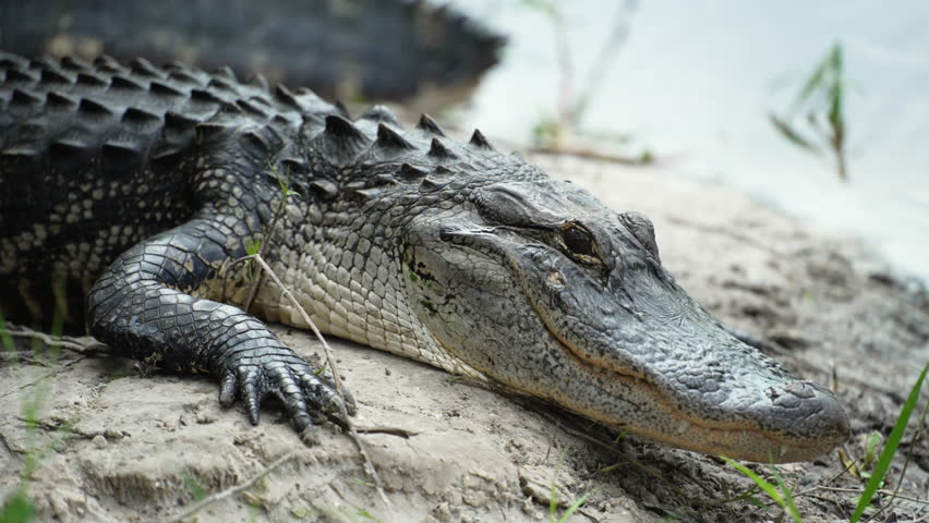 American alligator on the bank of the lake in Florida