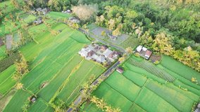 Aerial video of houses in the middle of rice fields on Bali, Indonesia, with a drone. Push out reveal video with a drone. 4K footage.