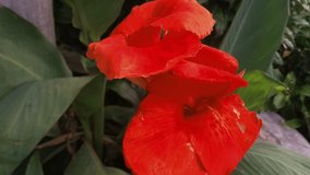 Video captured of red flowers while a gentle breeze blows, 4k
