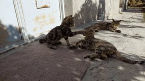 Gray striped feline animals, two cubs and a mother, play together bite and fight, happy cat families jump and run in a place, relaxing video about animal themes.
