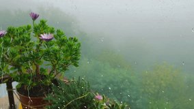 Osteospermum flowers against the background of morning fog and green forest through raindrops on the window. Rain outside the window and drops of water on the glass. - Powered by Shutterstock - Get 15% off with code: PIKWIZARD15