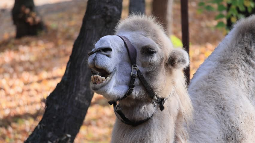 Portrait of a chewing camel in an aviary in the park. On a summer day. Lifestyle. Royalty-Free Stock Footage #1109507511