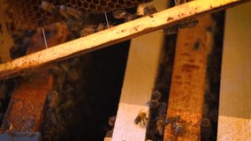 Bees crawl on honeycomb macro