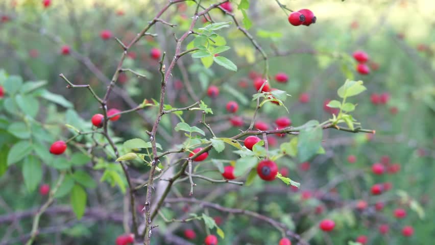 picks rose hips with his hands Royalty-Free Stock Footage #1109513153