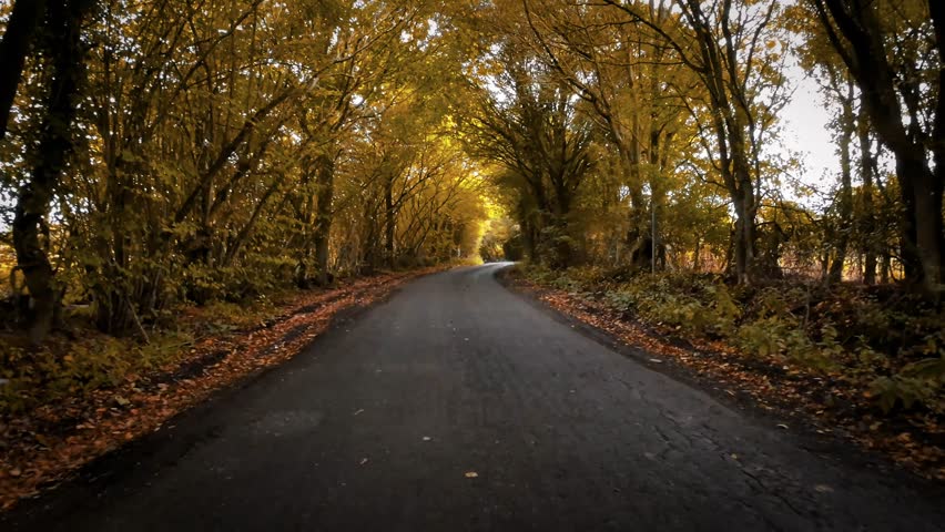 Autumnal Roadway A Scenic Drive Through the Forest
