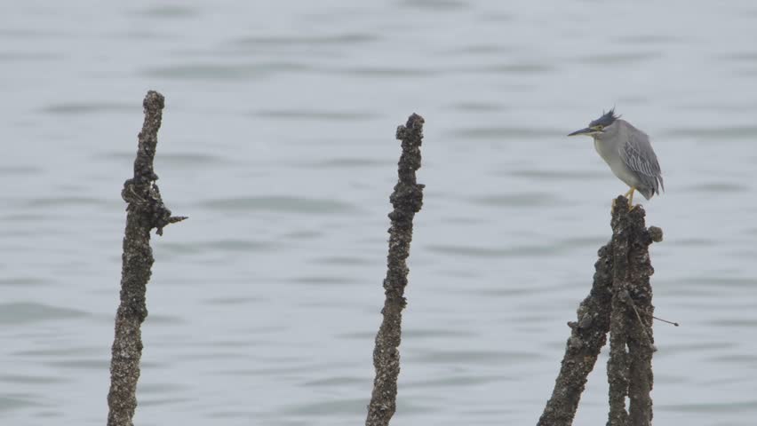 Black-crowned night heron waiting to catch fish