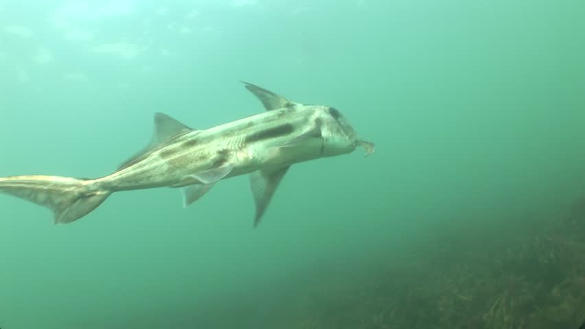 Elephant fish, family Callorhinchidae, swims close above the seabed, revealing its elongated snout from a low angle. Check the gallery for similar footages