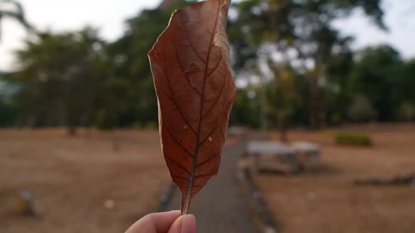 Close up hand hold dry brown autumn leaf in the garden. Dry leaf texture consider before drop it on the ground.