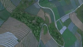 Top down view pattern of vegetable plantation, Indonesia - Aerial drone shot