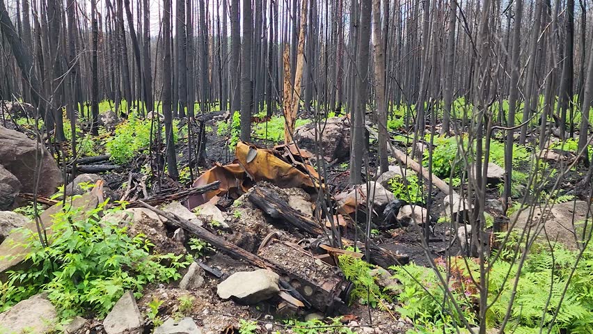 Green Shoots Pushing Through After Destructive Wildfires, Sudbury Ontario
