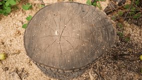 Stump of the old thick ash tree with bark, growth rings and chainsaw traces, top view close-up in sunny weather in shade
 - Powered by Shutterstock - Get 15% off with code: PIKWIZARD15