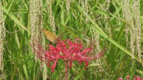 Leopard Butterflies on higanbana. Ears of rice in the background. Japanese landscape.