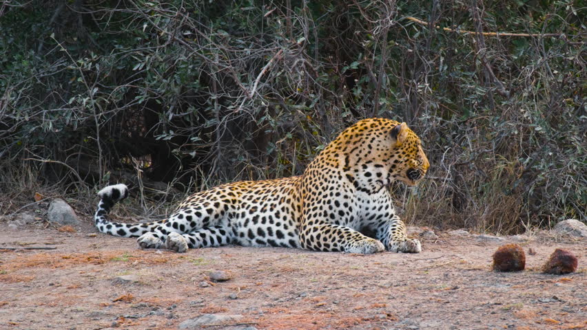Lone African Leopard Lying And Resting In The Ground In Savannah. - wide