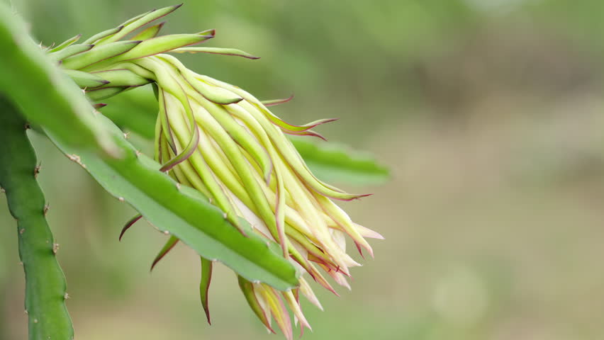 Dolly, dragon fruit flower on tree, exotic tropical dragon-fruit farm