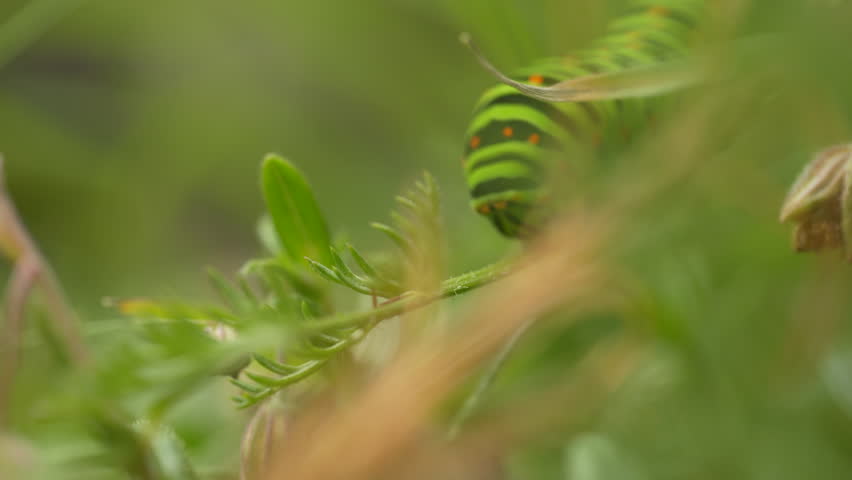 
Head of Swallowtail caterpillar in Swiss mountains | Shutterstock HD Video #1109537745
