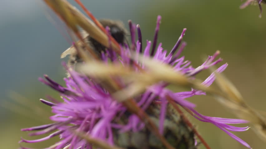 Bumblebee in Scabious knapweed in swiss mountains | Shutterstock HD Video #1109537747