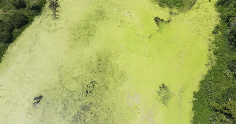 Magical riparian forest, vast marshland, and river, overgrown with algae. Royalty-Free Stock Footage #1109542051