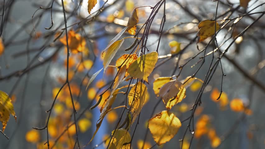falling leaves, yellow tree, autumn leaves, nature, autumn colors, leaves, falling wind Royalty-Free Stock Footage #1109544203