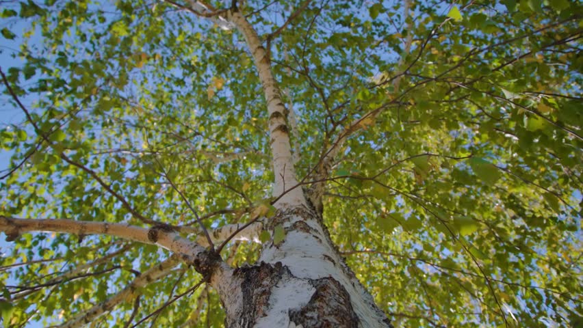 the birch trunk of the tree paints the forest in the green color of nature
the movement of the wings of the leaves the summer autumn sky Royalty-Free Stock Footage #1109545645