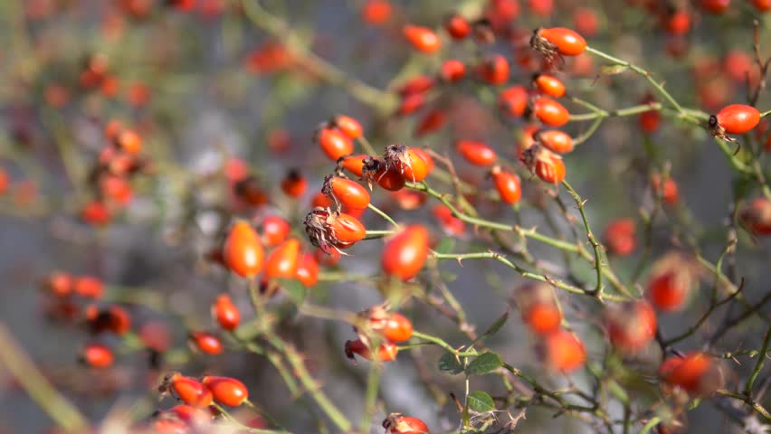 Close-up of rosehip fruits ripening in September and October, medicinal red rosehip fruits on the tree, Royalty-Free Stock Footage #1109549405