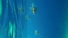 Vertical video, Group of Common Lionfish or Red Lionfish (Pterois volitans) hunting on school of small brightly fishes Hardyhead Silverside in blue water