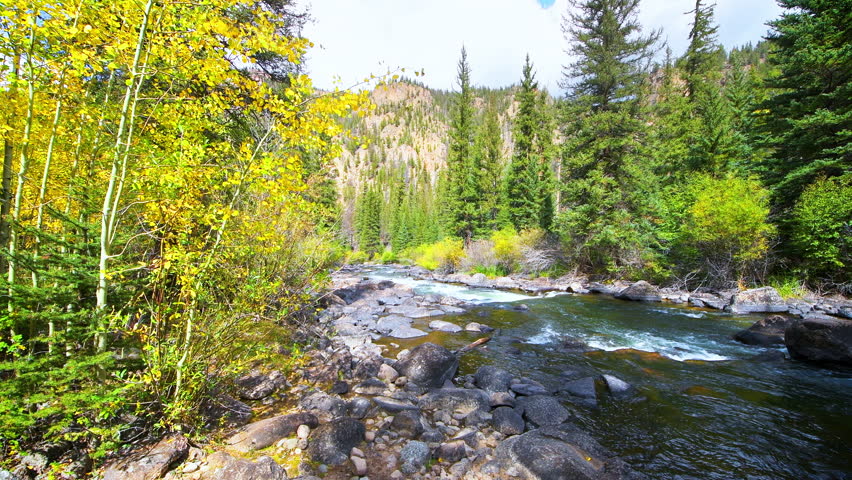 Aspen trees autumn fall forest, Colorado Cottonwood pass hiking trail by Taylor river creek, yellow foliage panning wide angle shot