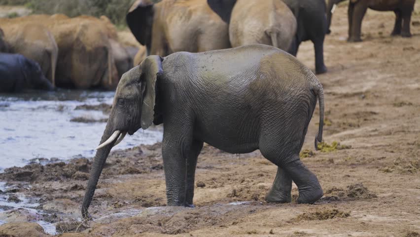 A playful baby elephant rolls around in the mud, splashing and spraying it everywhere, as it enjoys a carefree afternoon in the wild