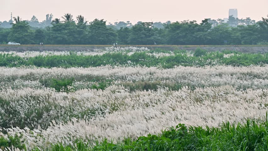 Twilight Serenity: A White Wild Sugarcane Wonderland by the Riverside in Fall. Sugarcane grass along the Zengwen River at dusk. Tainan City. Royalty-Free Stock Footage #1109553629