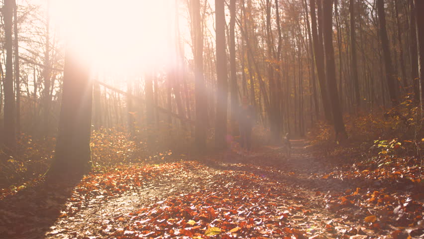 LENS FLARE, PORTRAIT Smiling woman runs in autumn forest with her adorable dog. They are running along leaf covered path under tall deciduous trees in golden morning light. Sunny day for outdoor sport Royalty-Free Stock Footage #1109556909