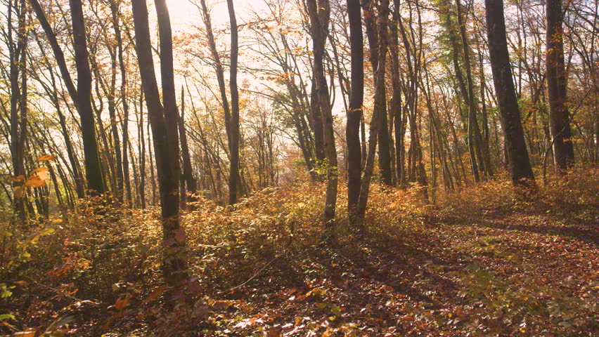 SLOW MOTION: Lady riding electric bike through autumn forest with dog by her side. They are exploring colorful and magical woods while moving along a path strewn with fallen tree leaves on sunny day.