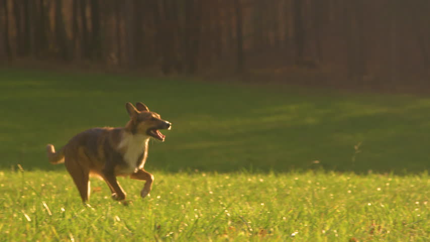 LENS FLARE: Obedient dog runs across green meadow towards owner after recall. Cheerful lady is delighted to see her adopted doggy obey on an autumn sunset walk through beautiful green countryside. Royalty-Free Stock Footage #1109558283
