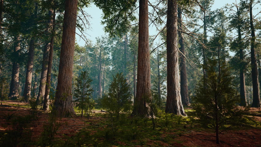 giant sequoias in the giant forest grove in the Sequoia National Park
