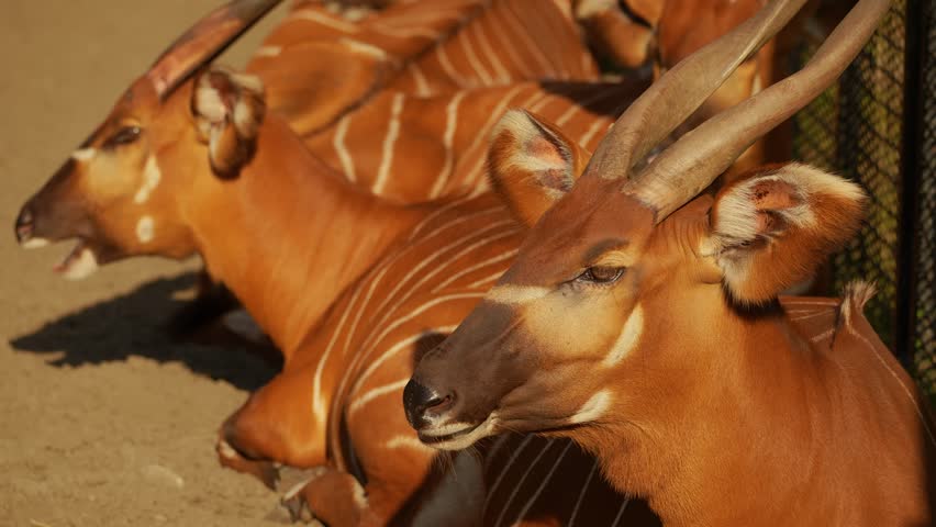 Antelope Bongo close up view. Animal behavior. The bongo (Tragelaphus eurycerus) is a large, mostly nocturnal, forest-dwelling antelope, native to sub-Saharan Africa. High quality 4k footage