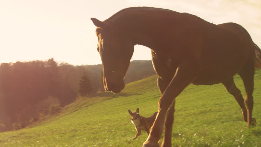 LENS FLARE: Shepherd dog starts chasing a brown mare on a walk across meadow. Playful doggy is herding a horse. They are running beside each other on a beautiful green pasture in golden light.