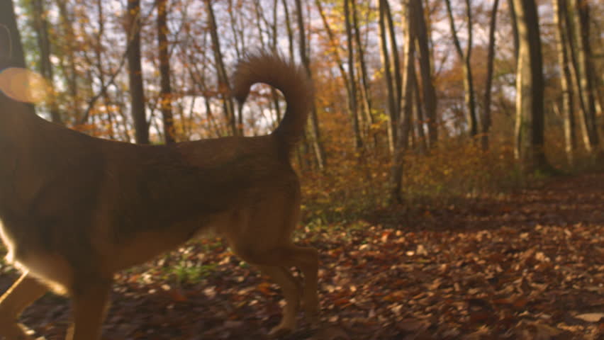 LENS FLARE: Cute dog with his tongue out strides along leafy forest path in fall. Obedient and trained mixed breed doggy is walking off leash on a walk through colorful autumn forest at golden sunset. Royalty-Free Stock Footage #1109559725