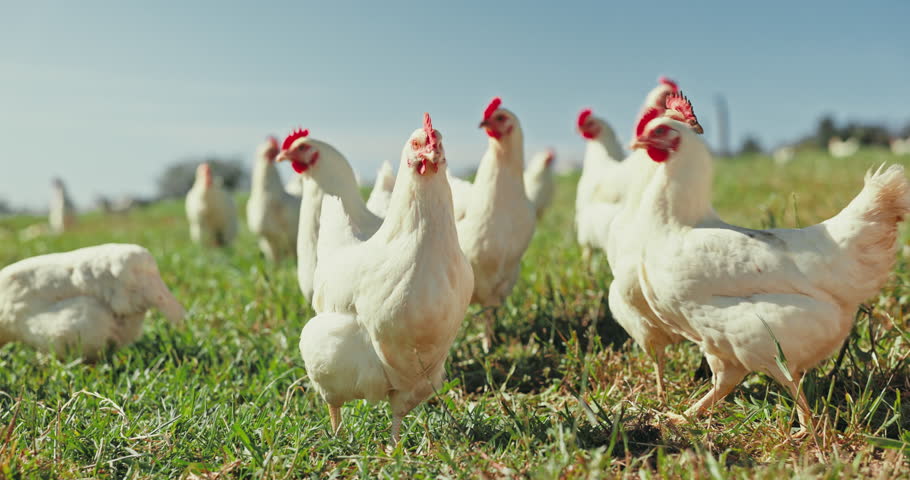Group, chickens or agriculture in nature field for meat, protein or eggs industry. Birds, poultry or animals eating in grass farm environment for countryside sustainability, Brazil or agro production